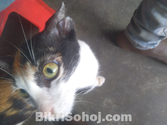 ভদ্রো সভাবের বিড়াল